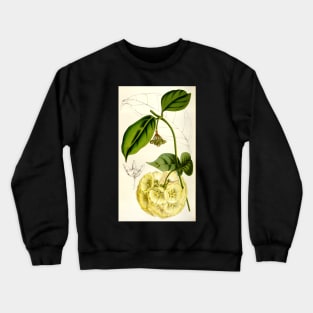 Hoya campanulata - botanical illustration Crewneck Sweatshirt